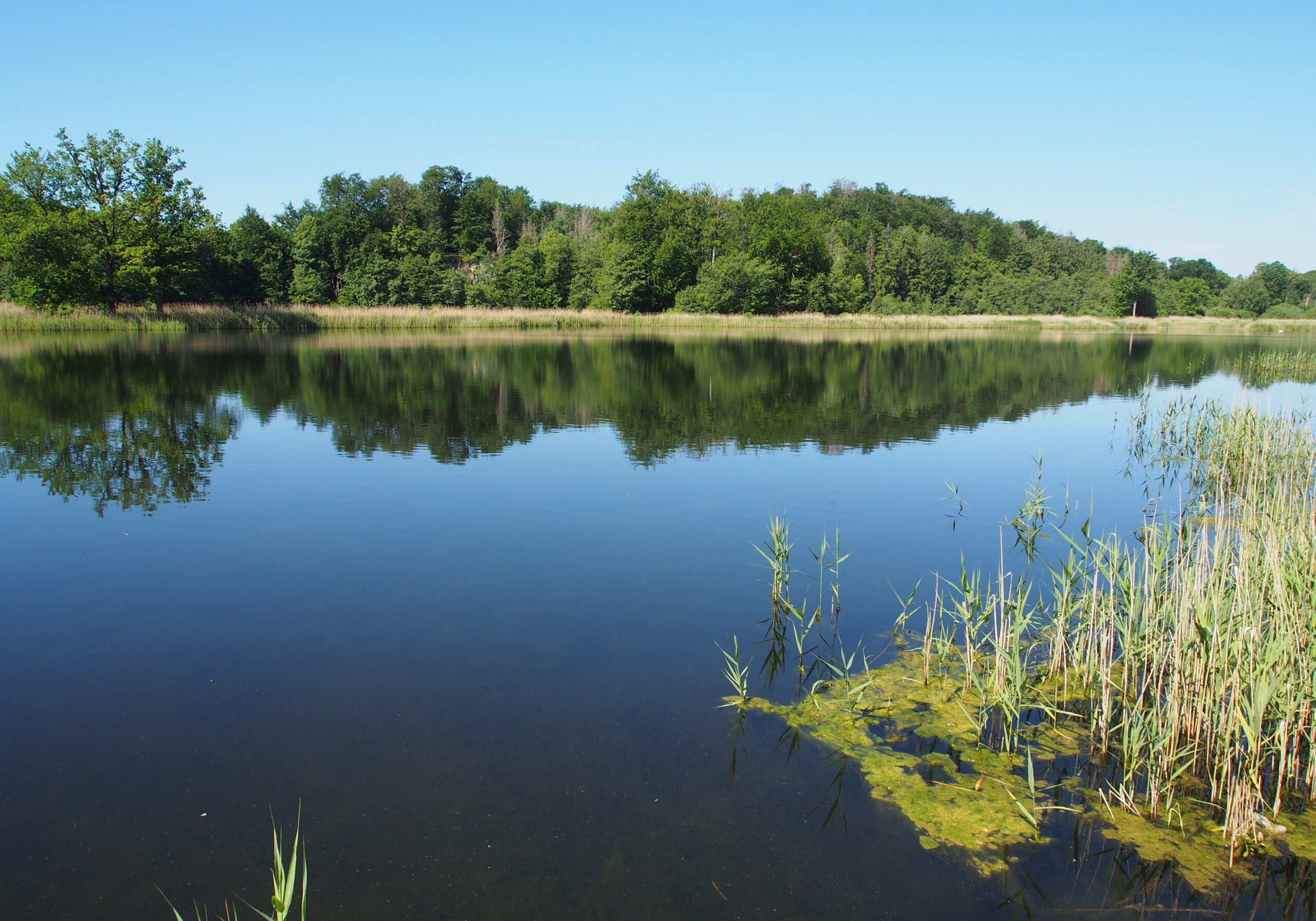 Foto_Teich Das Exkursionsgebiet um Walkenried ist geprägt durch eine Kaskade an Teichen und umgebenden Waldbereichen, die zahlreiche Pflanzenarten beheimaten.